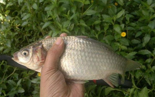 钓鱼饵料的感叹句，怎么写才出彩