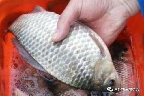 蛇吃钓鱼饵料怎么办？钓鱼人必看的终极指南！