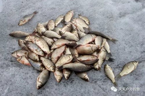无鳞鱼怎么选窝钓鱼饵料，实战秘籍大公开！