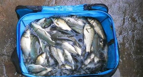 鱼诱酒米钓鱼饵料的使用方法