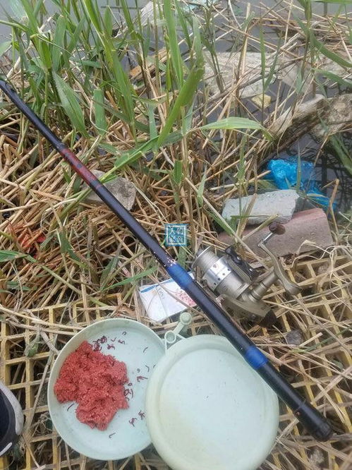 浠水河钓鱼饵料怎么样？这份实用指南让你钓获满满！