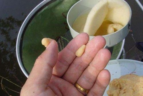 鹌鹑蛋壳的妙用，自制钓鱼饵料指南