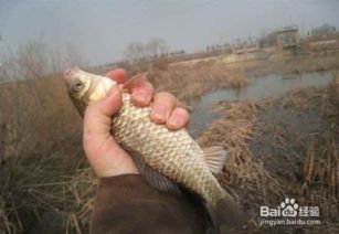 野钓饵料装钩的九种技巧与实战应用