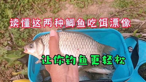钓鱼饵料怎么避开白条呢？这些技巧让你轻松应对！