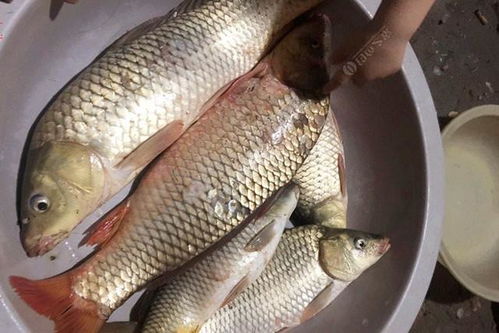 鲵鳙钓鱼饵料制作全攻略，从材料选择到实战应用