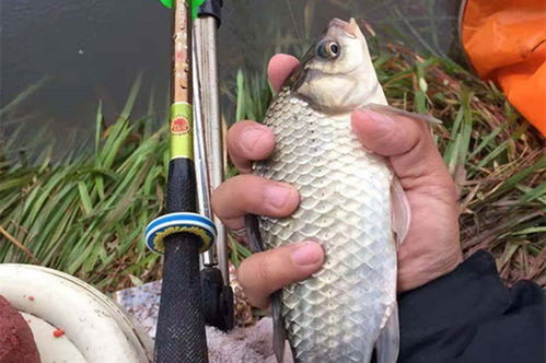 钓鱼饵料酒米的味道，诱鱼高手的秘密武器