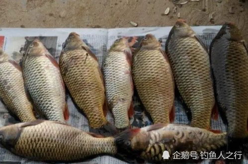 软粘钓鱼饵料的制作方法，从零开始打造高效诱鱼利器