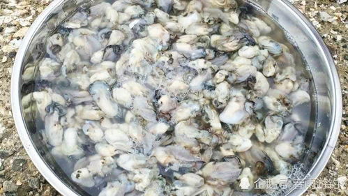 用虾肉制作钓鱼饵料的详细教程