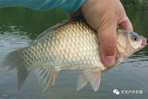 玉米面的钓鱼饵料怎么调？这份详细指南让你轻松上鱼！