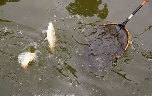 钓鱼饵料没有鱼吃？原因+对策全解析