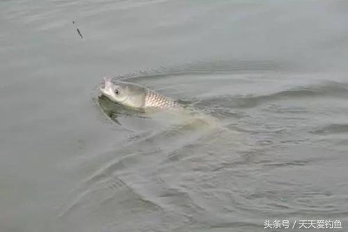 钓鱼饵料容易化掉怎么办？这些技巧让你轻松应对！