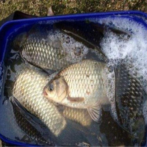 南湾湖库钓鱼饵料怎么样？这些饵料让鱼儿疯狂咬钩！