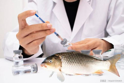 钓鱼饵料过敏手皮怎么治，全面解析与实用解决方案