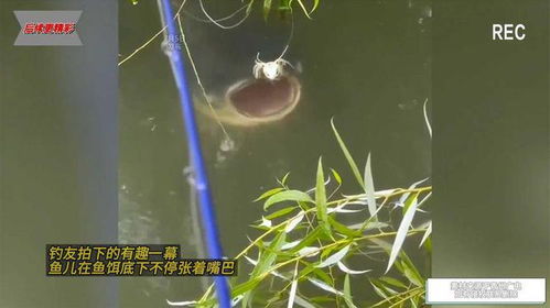 钓鱼饵料盘座制作视频全攻略，从零开始到专业发布