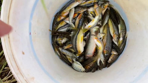 串钩钓鱼饵料怎么配的好？这些秘方让你收获满满！