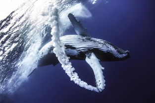 Mastering the Art of Underwater Fishing:Techniques for Hooking and Reeling in the Seas Delights