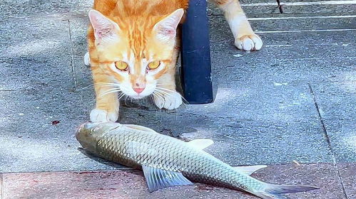 钓鱼时猫咪误食鱼饵怎么办？实用解决方案大公开！