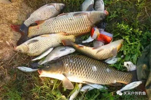 夏天降温饵料怎么开？这样做鱼口疯狂咬钩！