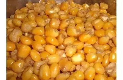 自制干苞米粒饵料—钓鱼爱好者不可错过的实用技巧
