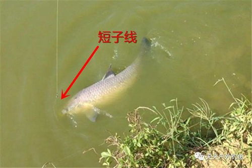 鱼钩上的饵料被鱼拉走怎么办？钓鱼高手的应对秘籍