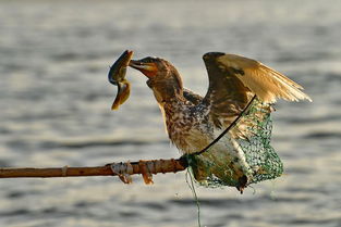 Mastering Traditional Fishing Techniques:How to Attract Fish with Baits
