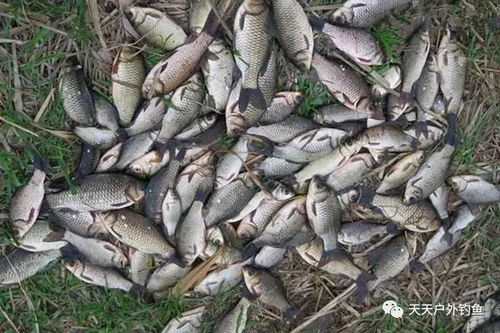 现代钓鱼饵料的创新与应用，如何提升你的钓鱼体验