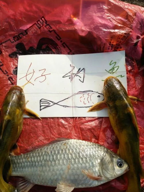 探索新型钓鱼饵料的使用技巧，提升你的钓鱼体验