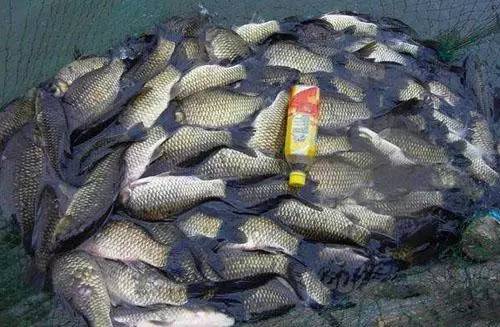 荷花池钓鱼饵料调制秘籍，轻松吸引鱼群