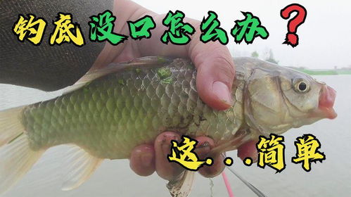 钓鱼饵料被吃掉了怎么办？