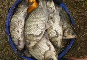 千渡钓鱼饵料怎么样？深度评测与用户真实反馈