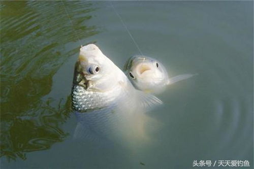 野河钓鱼饵料挂得快？掌握这5个技巧，鱼获翻倍！