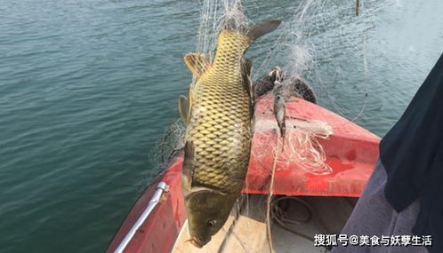 Mastering the Art of鲤鱼捕捞，Expert Tips and Techniques for Successful Fishing