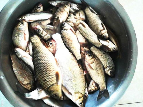 钓鱼饵料做好了怎么办？专业保存与使用指南