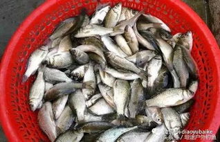 浦河钓鱼饵料怎么样？揭秘饵料选择与实战技巧