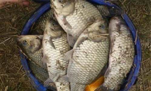 揭秘追魂草钓鱼饵料的神奇使用方法